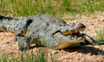 Crocodile nilsky